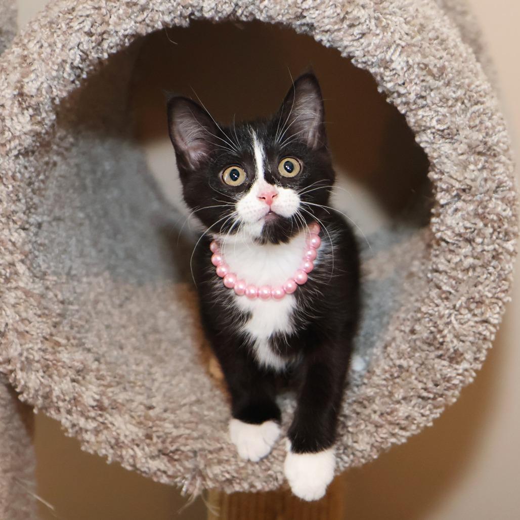 Francesca, a Adoptable Domestic Medium Hair in FAIRWAY, KS image 2/6