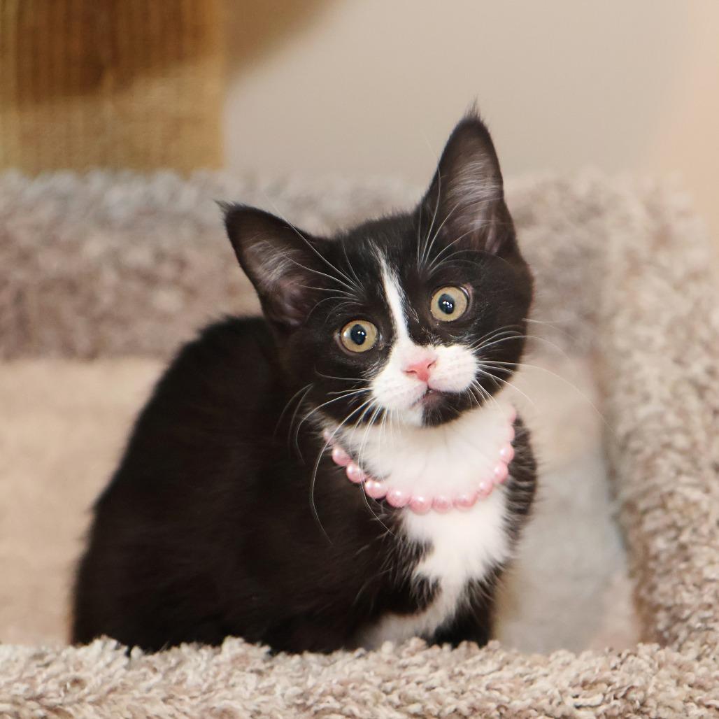 Francesca, a Adoptable Domestic Medium Hair in FAIRWAY, KS image 3/6