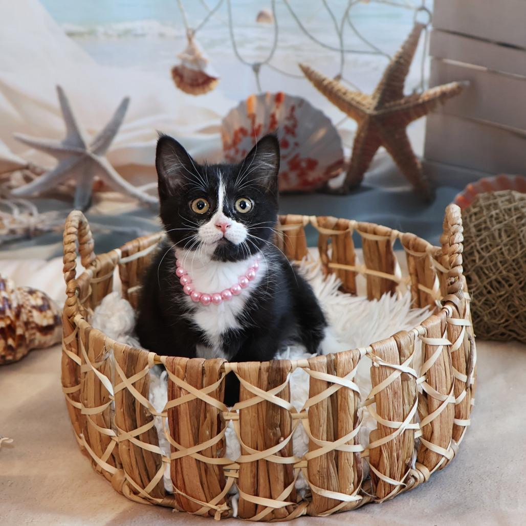 Francesca, a Adoptable Domestic Medium Hair in FAIRWAY, KS image 4/6
