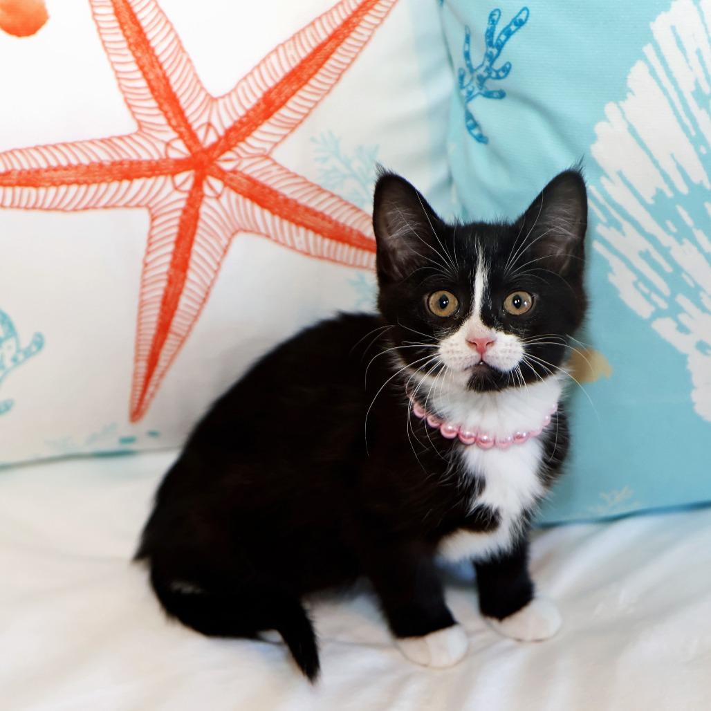 Francesca, a Adoptable Domestic Medium Hair in FAIRWAY, KS image 5/6
