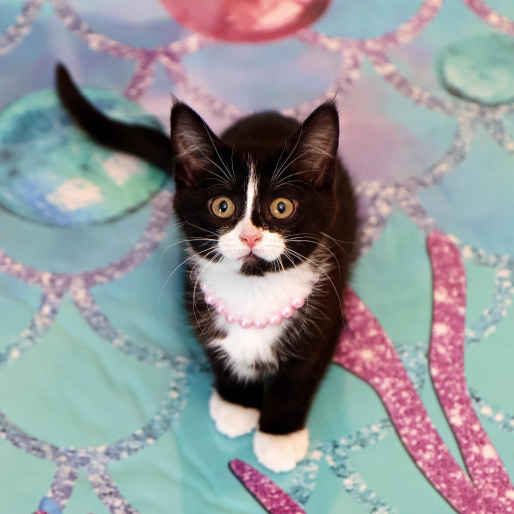 Francesca, a Adoptable Domestic Medium Hair in FAIRWAY, KS image 6/6