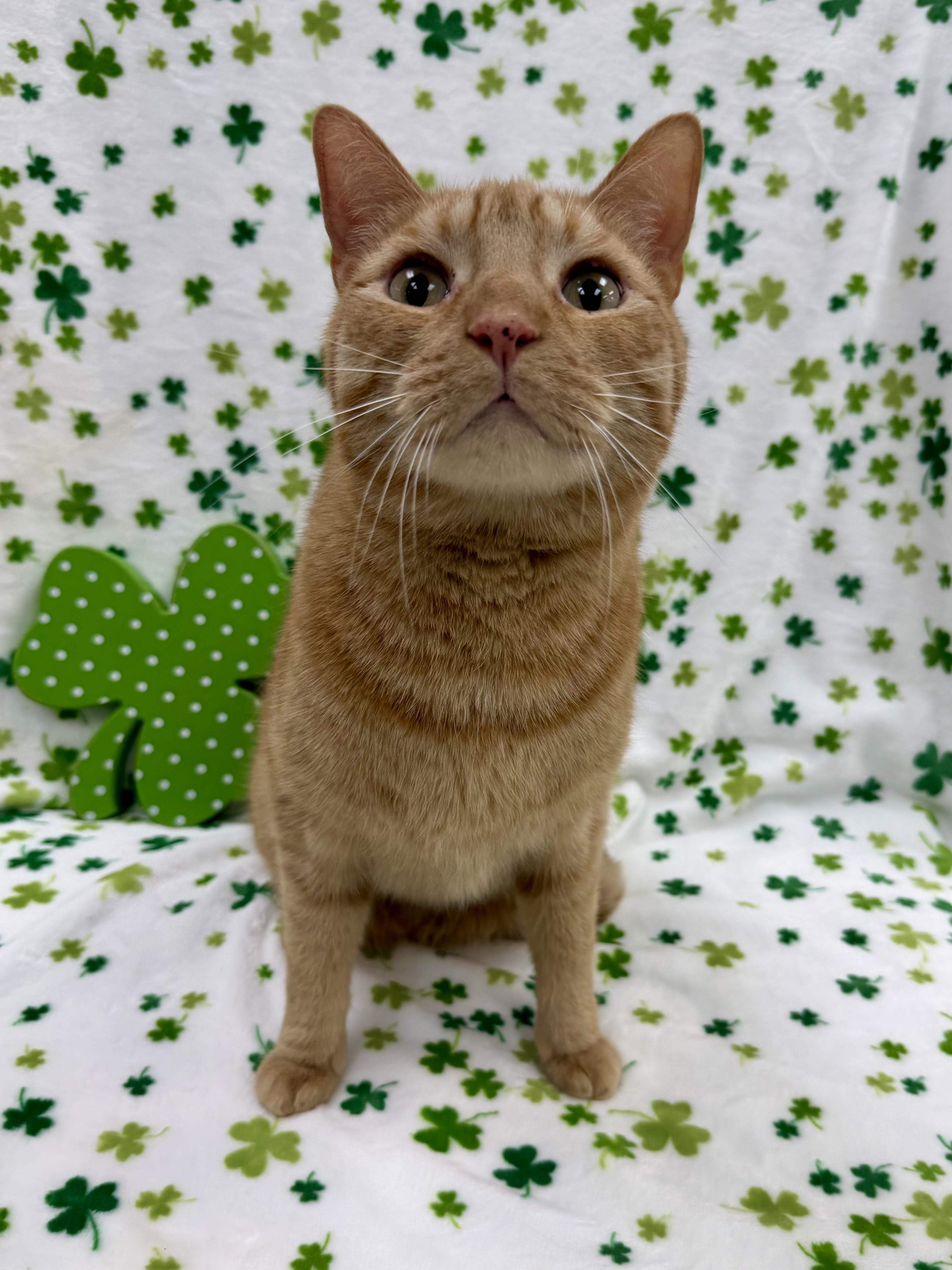 Duke, Adoptable, Adult Male Domestic Short Hair.
