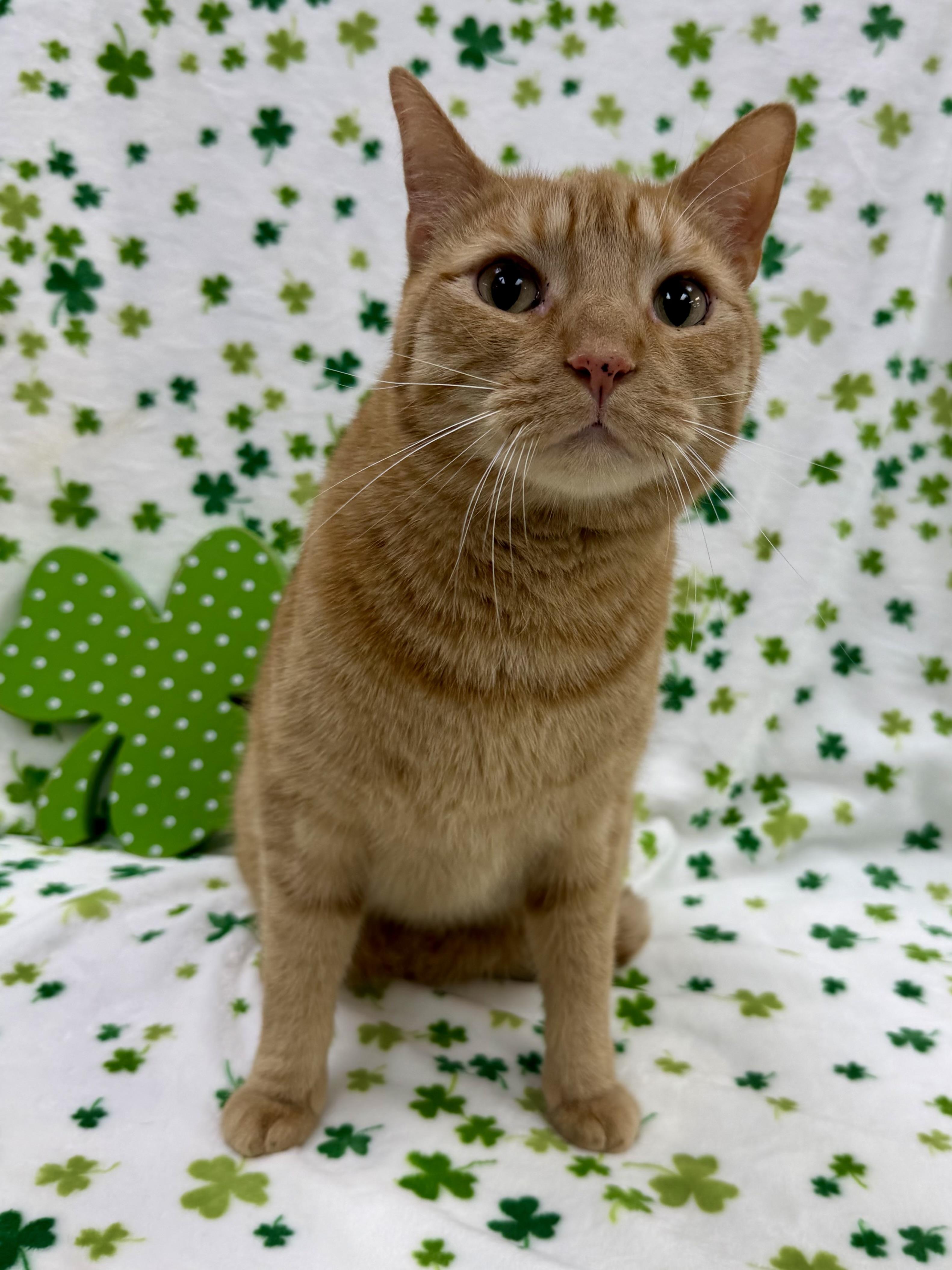 Enlarge Duke, a Adoptable Domestic Short Hair in Columbus, OH image 4/6