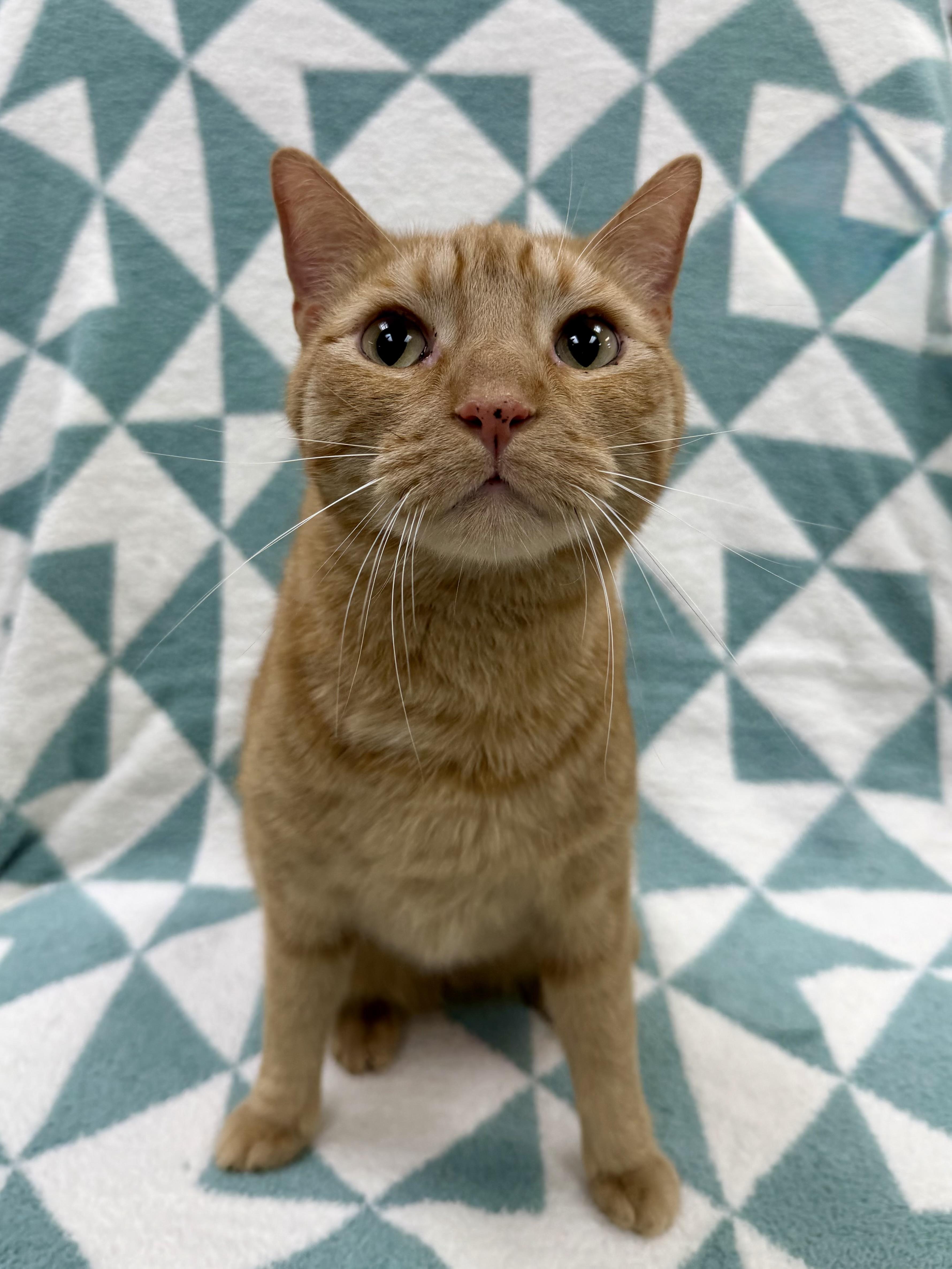 Enlarge Duke, a Adoptable Domestic Short Hair in Columbus, OH image 2/6