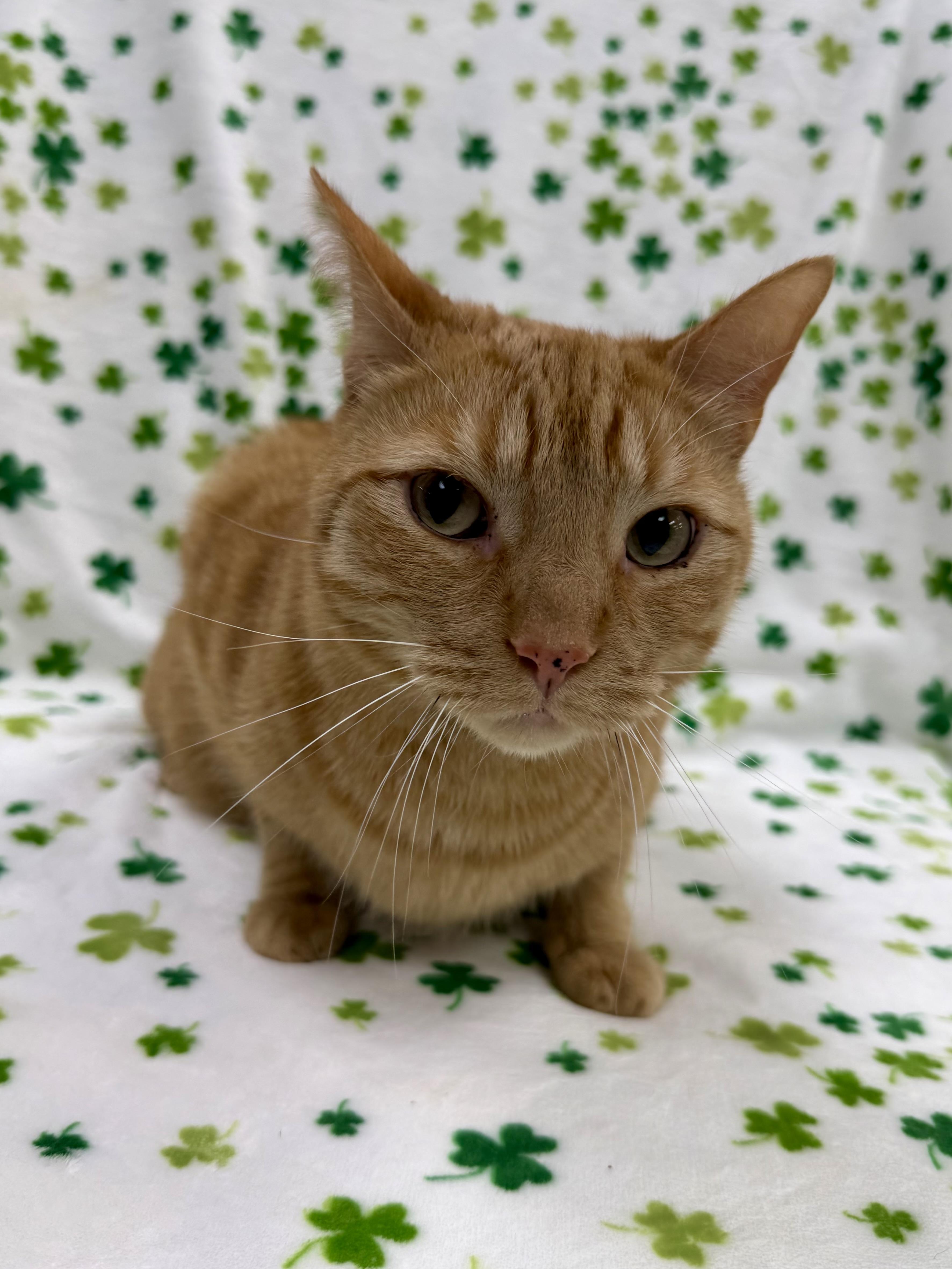 Enlarge Duke, a Adoptable Domestic Short Hair in Columbus, OH image 5/6