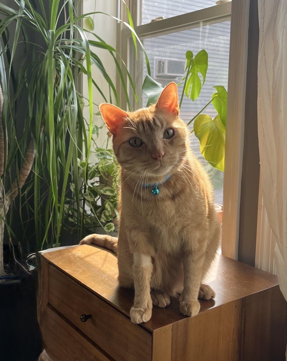 Enlarge Duke, an adoptable Domestic Short Hair in Columbus, OH image 3/6