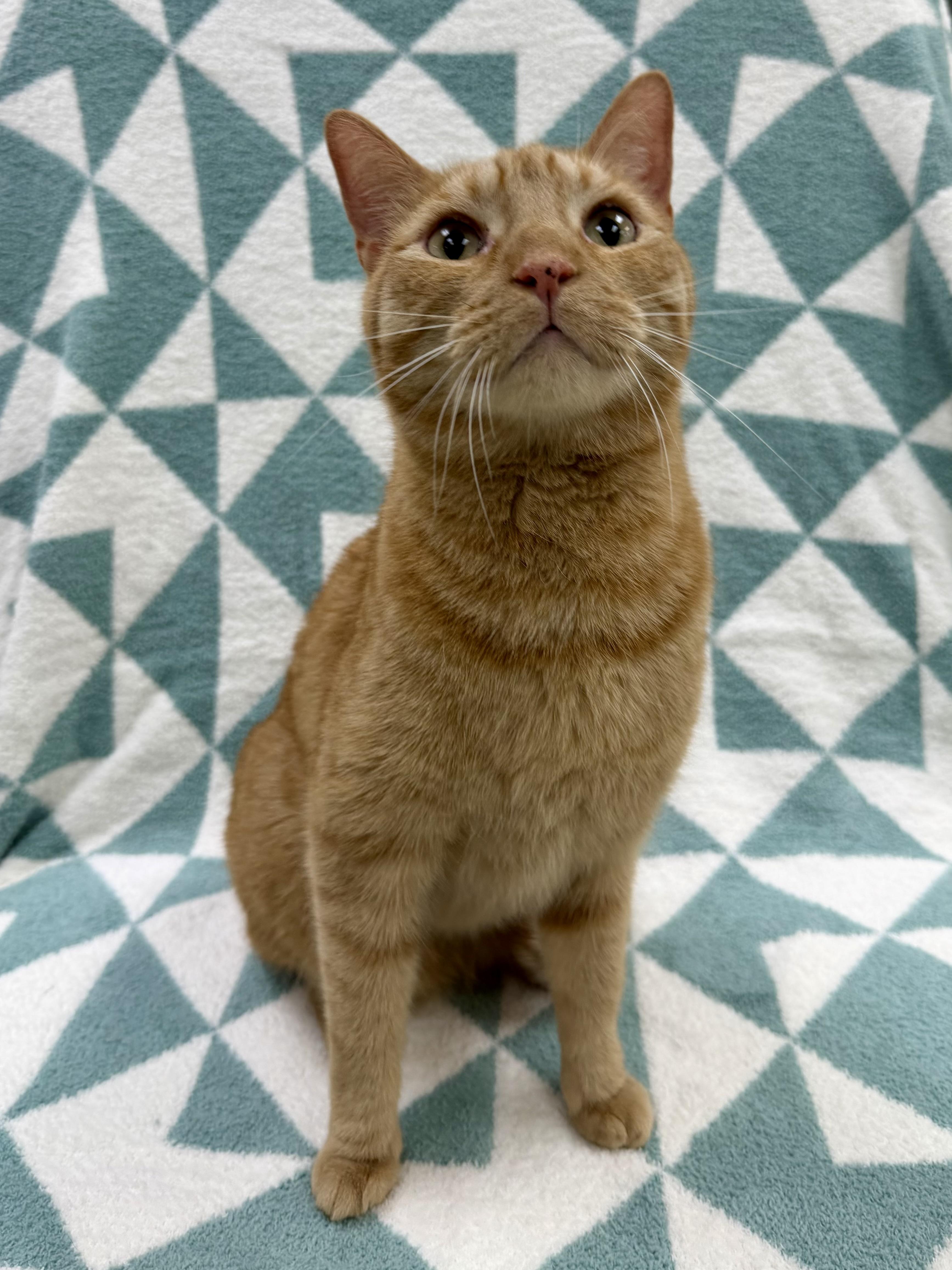 Enlarge Duke, a Adoptable Domestic Short Hair in Columbus, OH image 6/6