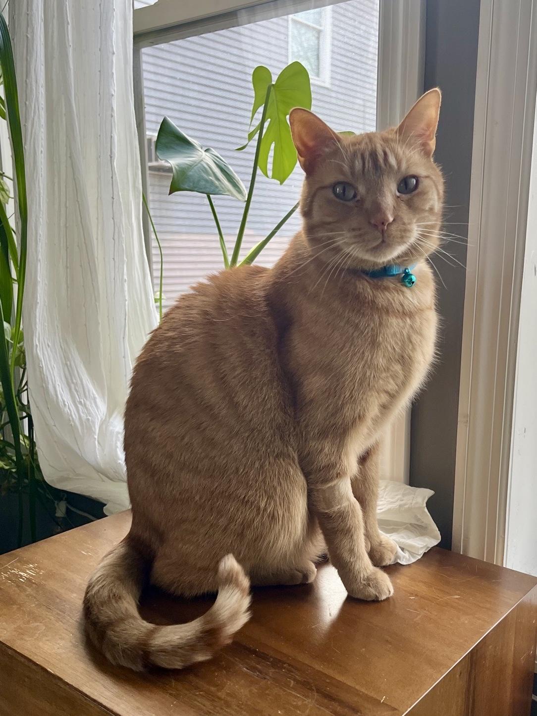 Enlarge Duke, an adoptable Domestic Short Hair in Columbus, OH image 4/6