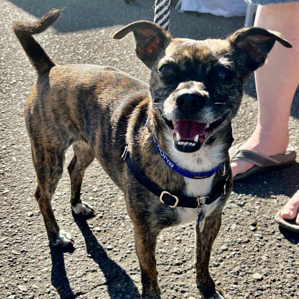 Enlarge Bijou, a Adoptable mixed breed in Corvallis, OR image 1/4