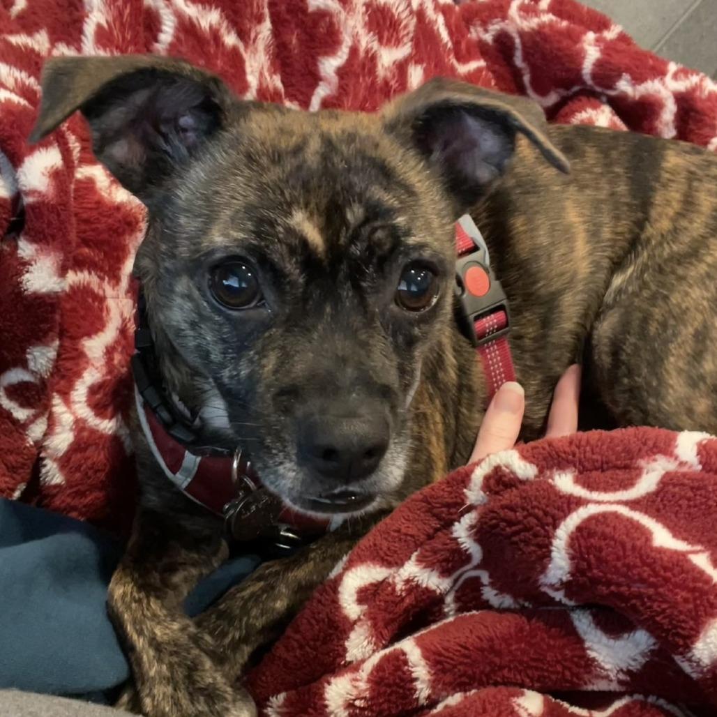 Enlarge Bijou, a Adoptable mixed breed in Corvallis, OR image 2/4