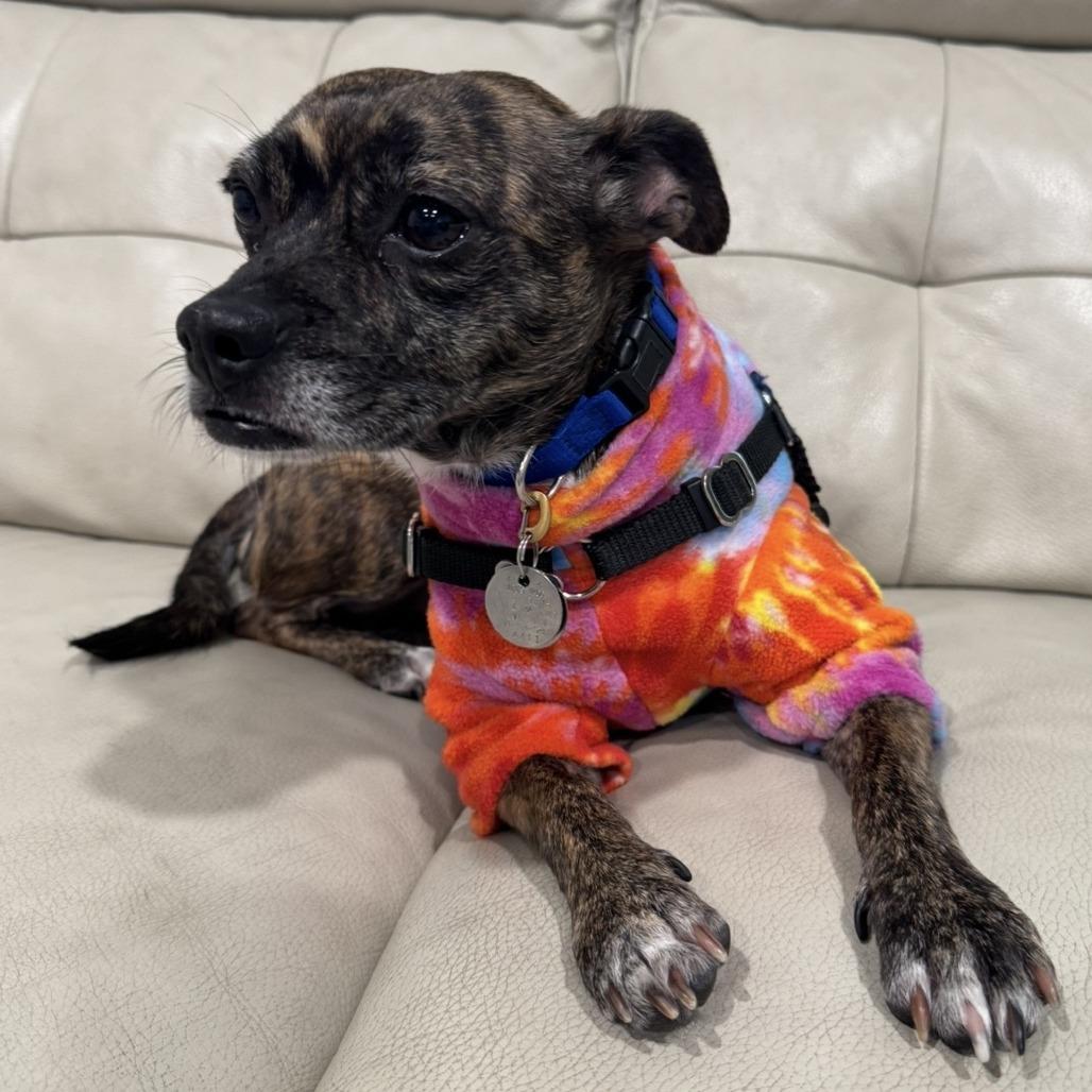 Enlarge Bijou, a Adoptable mixed breed in Corvallis, OR image 4/4