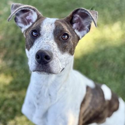Bubbles, Adoptable, Young Male Greyhound & Pit Bull Terrier.