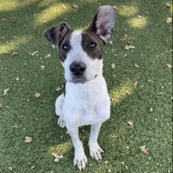 Enlarge Bubbles, a Adoptable mixed breed in Red Bluff, CA image 2/3