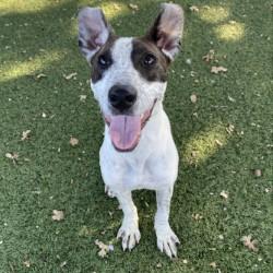 Enlarge Bubbles, a Adoptable mixed breed in Red Bluff, CA image 3/3