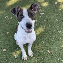 Enlarge Bubbles, a Adoptable mixed breed in Red Bluff, CA image 1/3