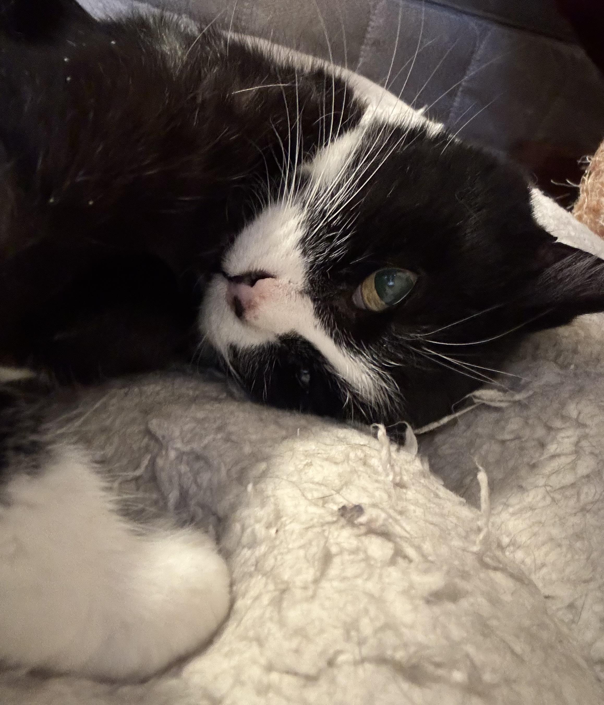 Delta, ADOPTABLE, Senior Female Domestic Short Hair.