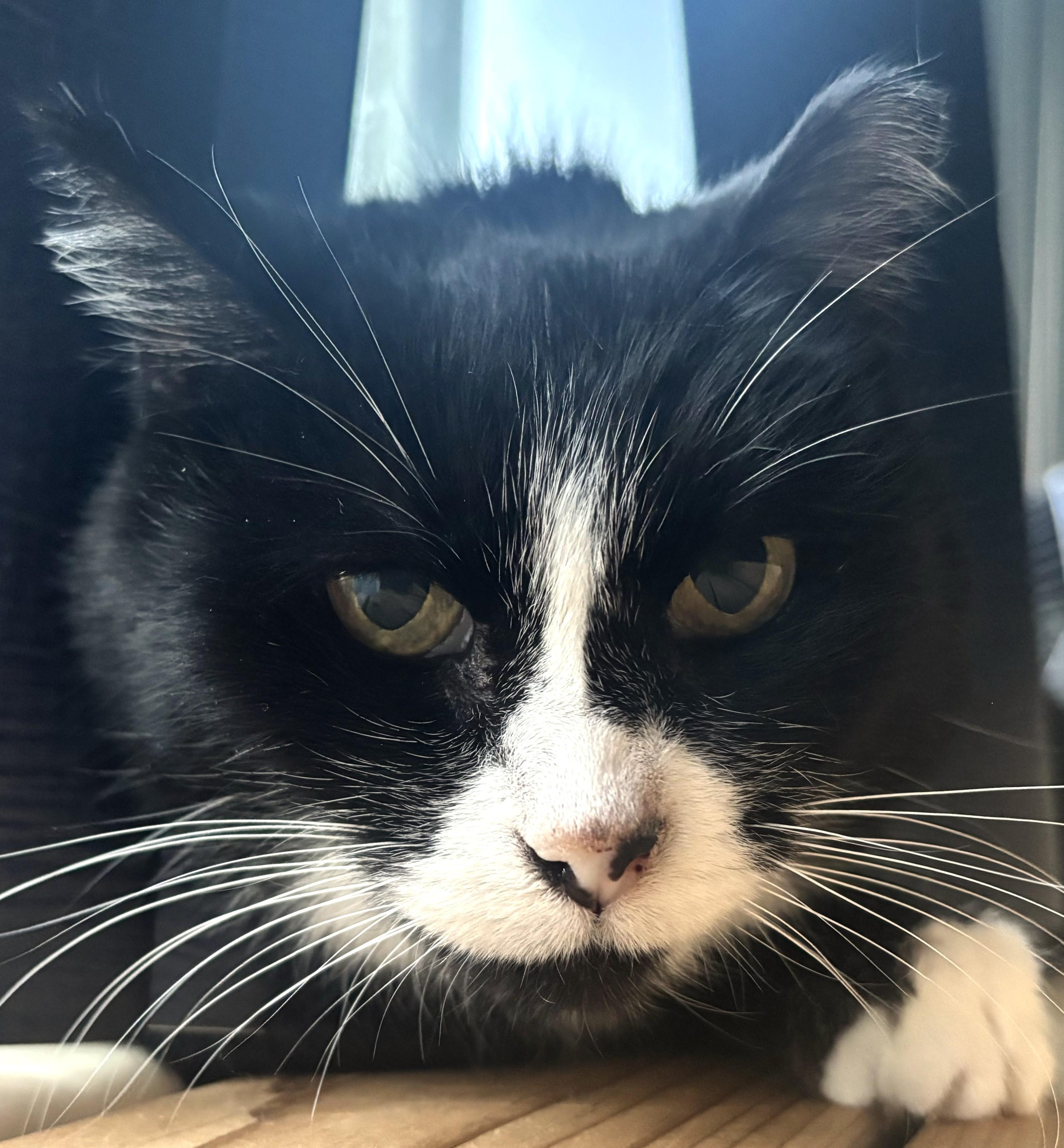Delta, ADOPTABLE, Senior Female Domestic Short Hair.