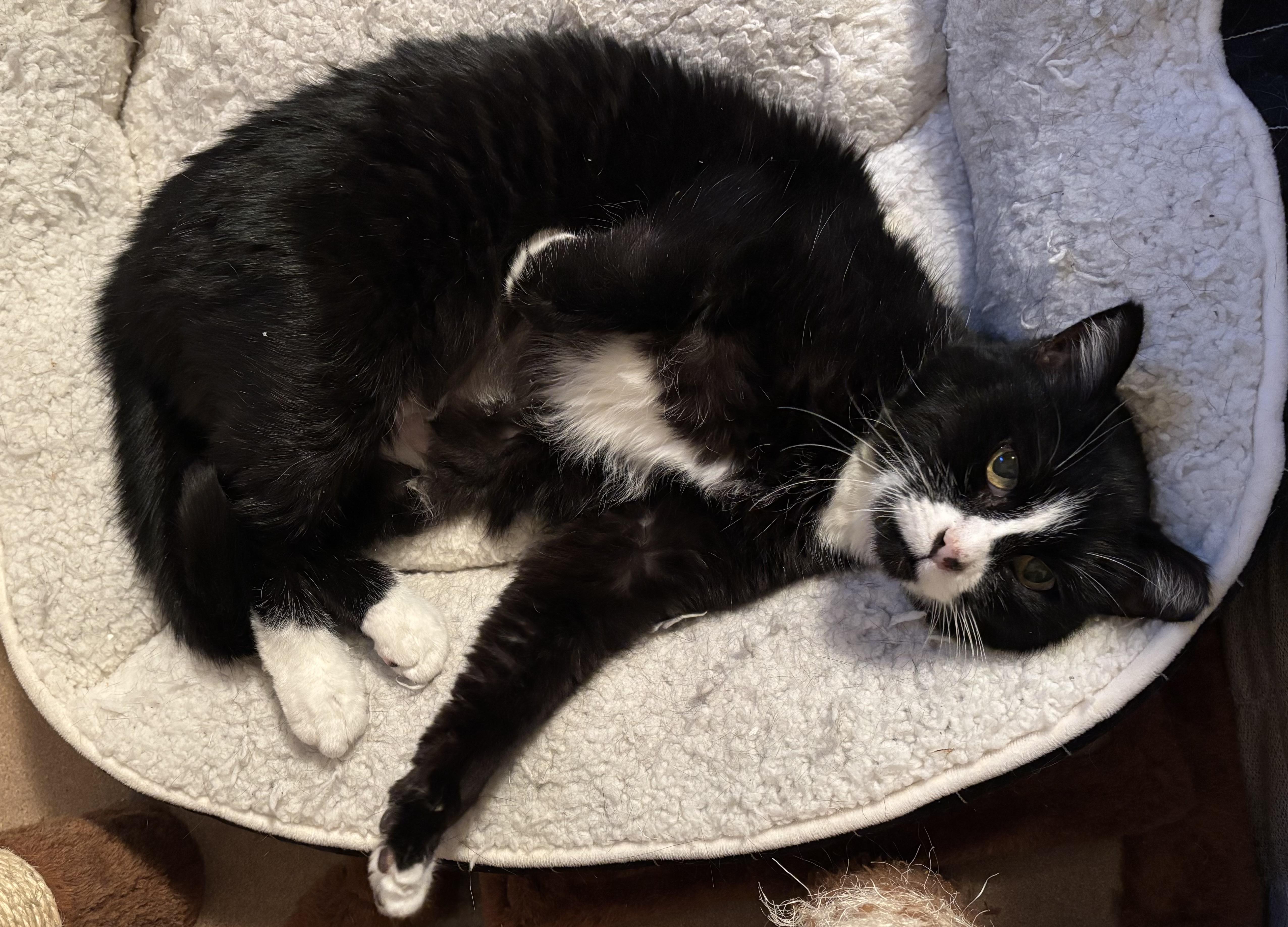 Delta, a ADOPTABLE Domestic Short Hair in Denver, CO image 2/3