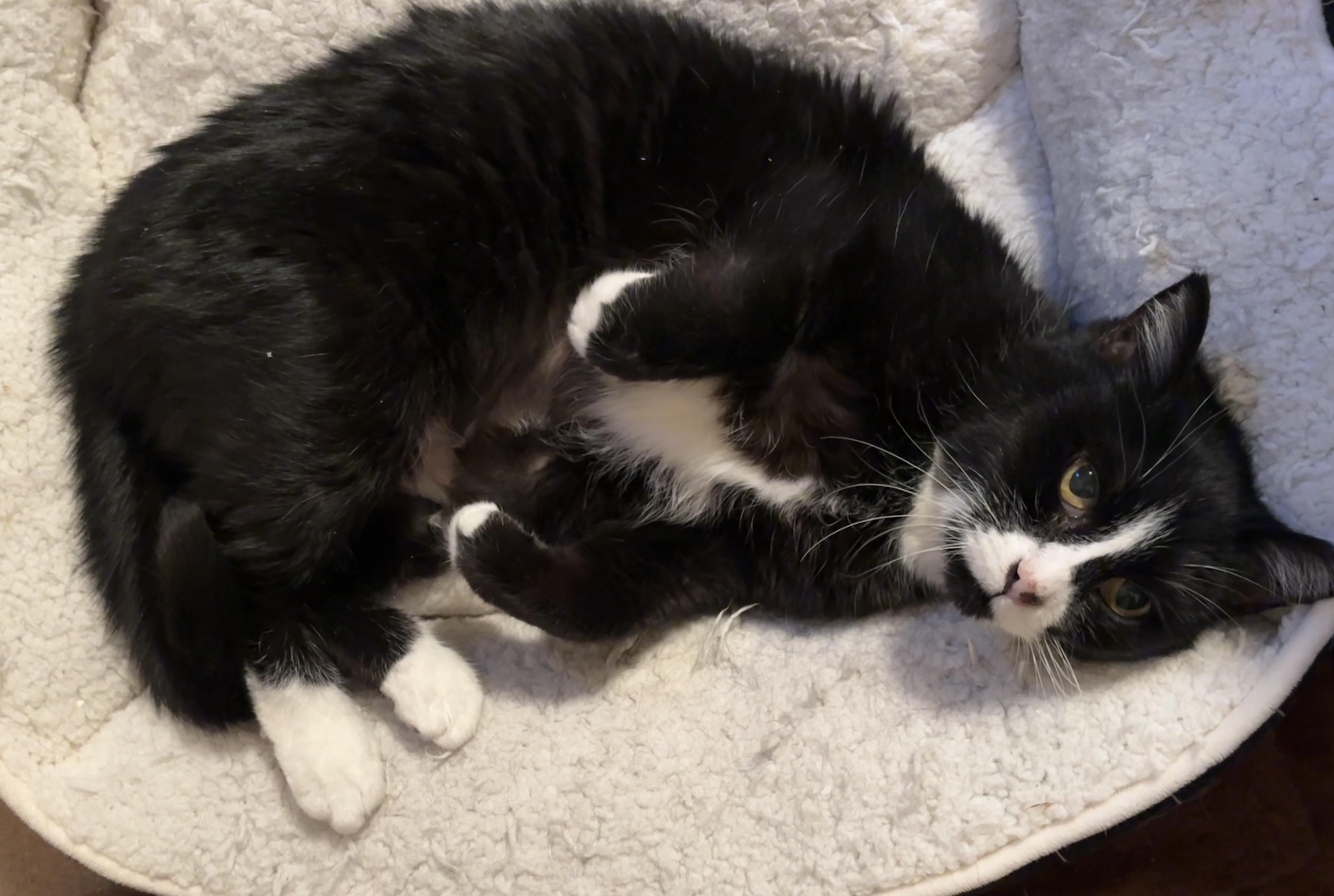 Delta, a ADOPTABLE Domestic Short Hair in Denver, CO image 3/3