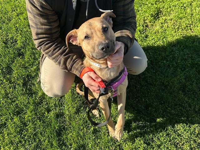 CHAMP, Adoptable, Young Male Pit Bull Terrier & German Shepherd Dog.