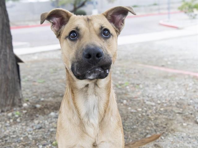 CHAMP, Adoptable, Young Male Pit Bull Terrier & German Shepherd Dog.