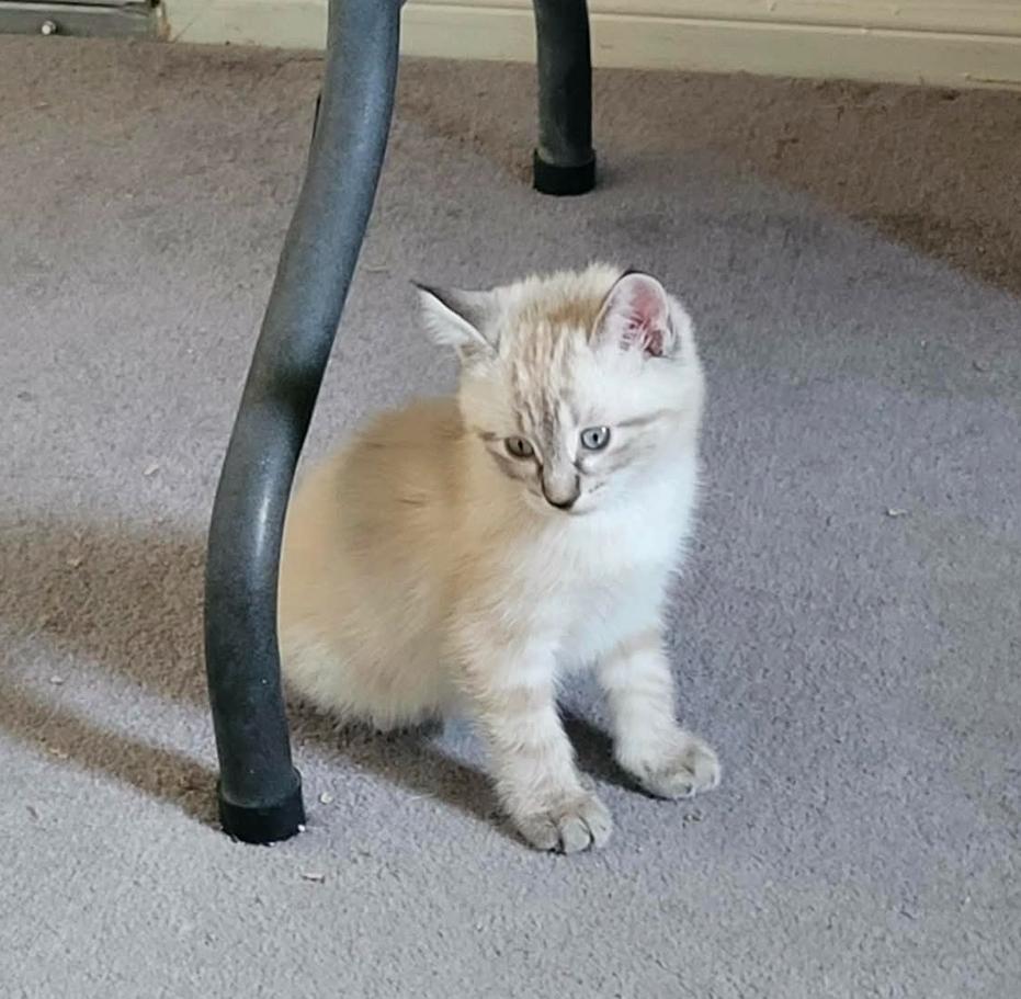 COCO, adopted, Kitten Male Siamese & Ragdoll.
