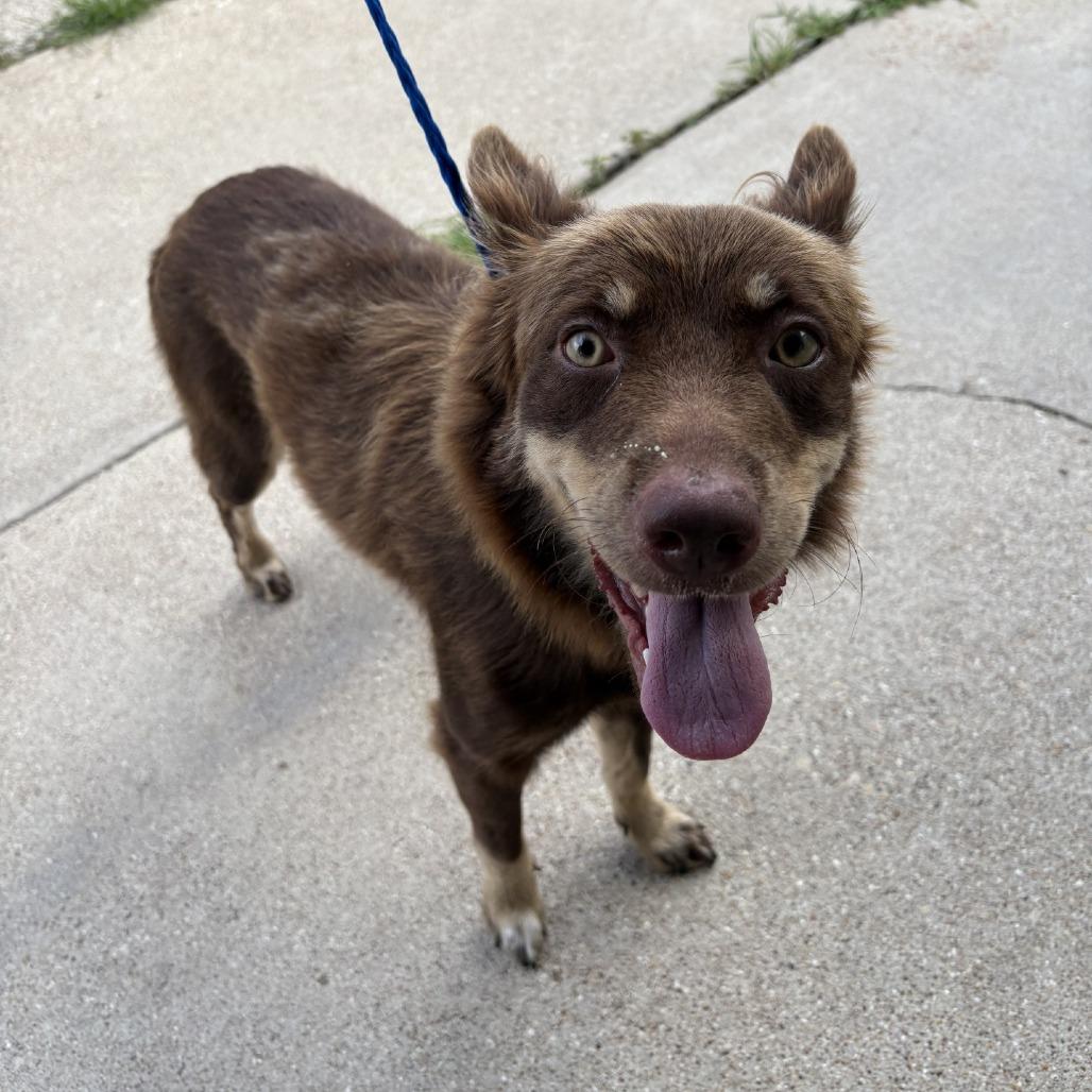 Enlarge Wendy, a Adoptable mixed breed in Bryan, TX image 1/1