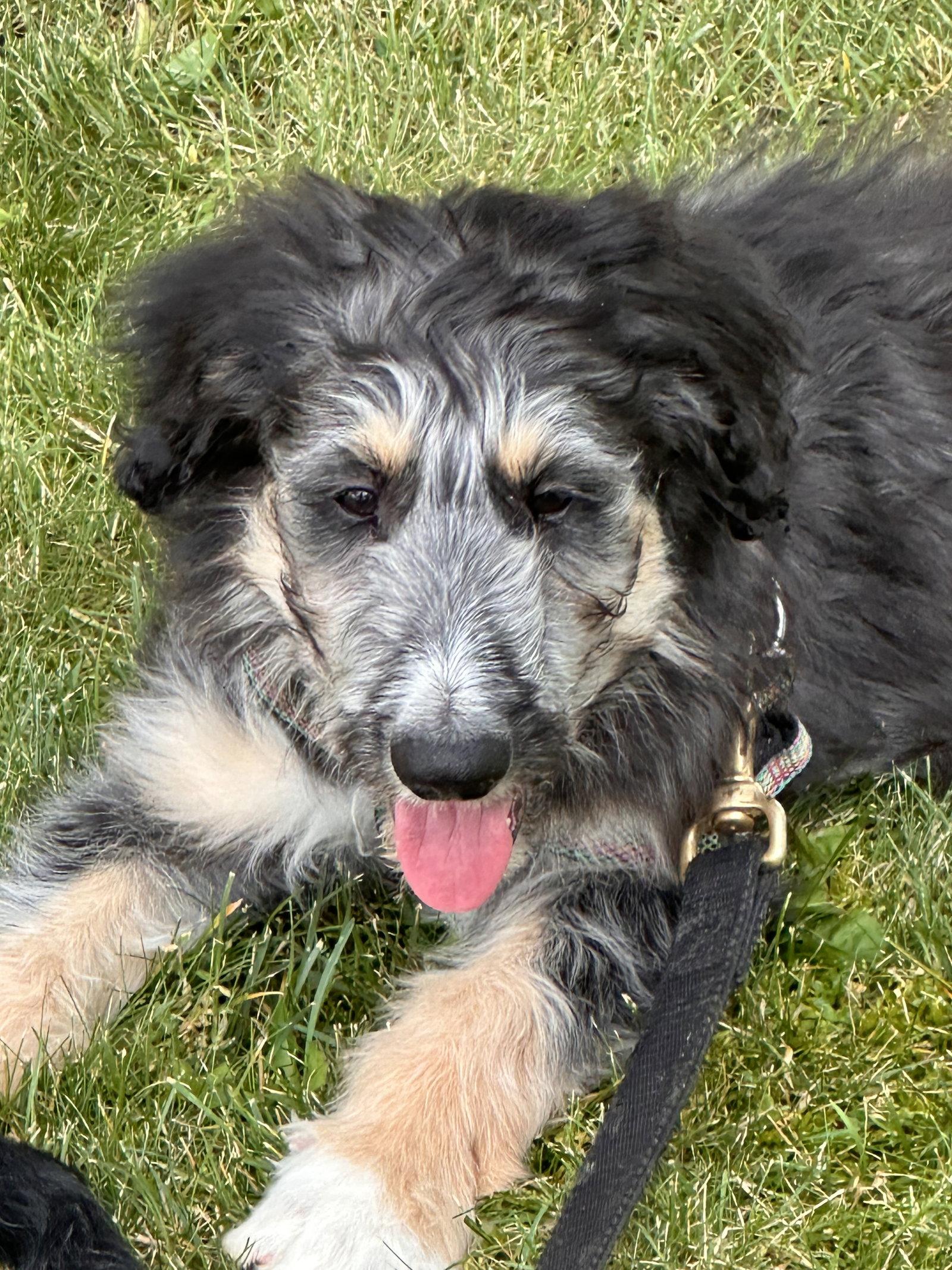 Enlarge Muppet, a Adopted mixed breed in Polson, MT image 1/1