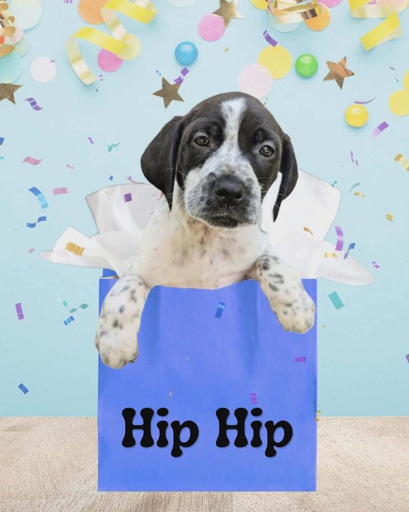 Hip Hip, Adoptable, Puppy Male German Shorthaired Pointer & Labrador Retriever.