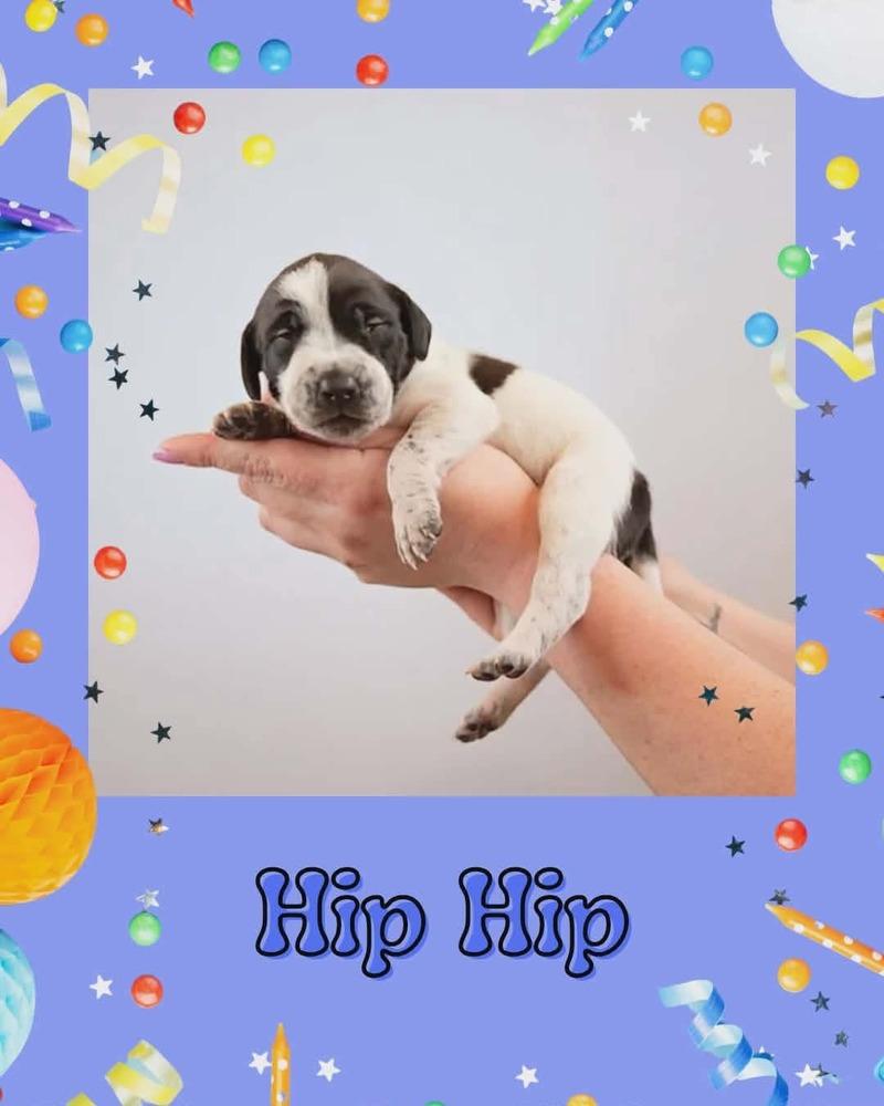 Enlarge Hip Hip, a Adoptable mixed breed in Fort Mill, SC image 1/1