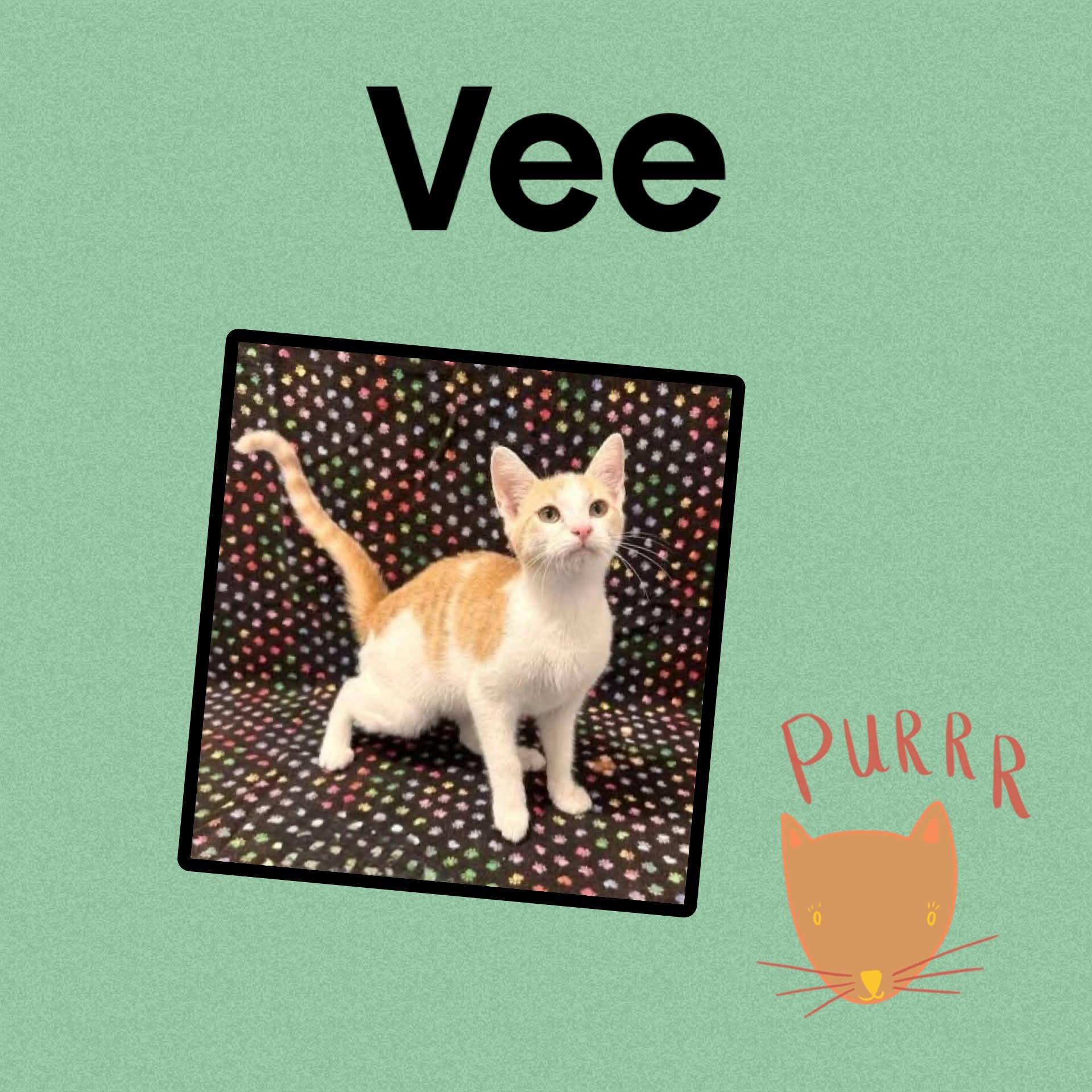 Enlarge Vee, a Adoptable Domestic Short Hair in Monticello, IN image 1/1