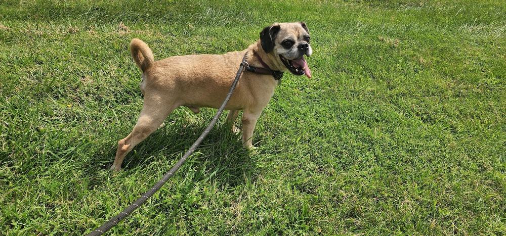 SPANKY 214-26, adopted, Senior Male Pug.