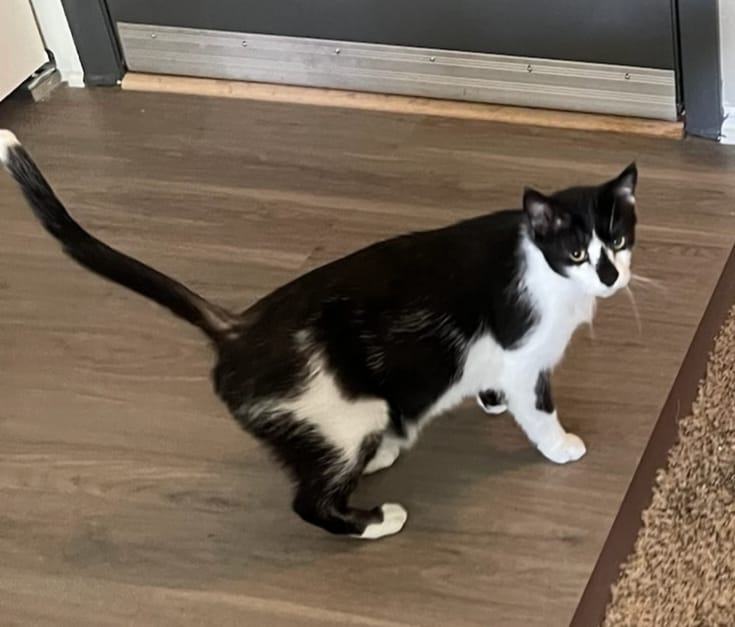 Martin, a Adoptable Domestic Short Hair in Homer Glen, IL image 1/6