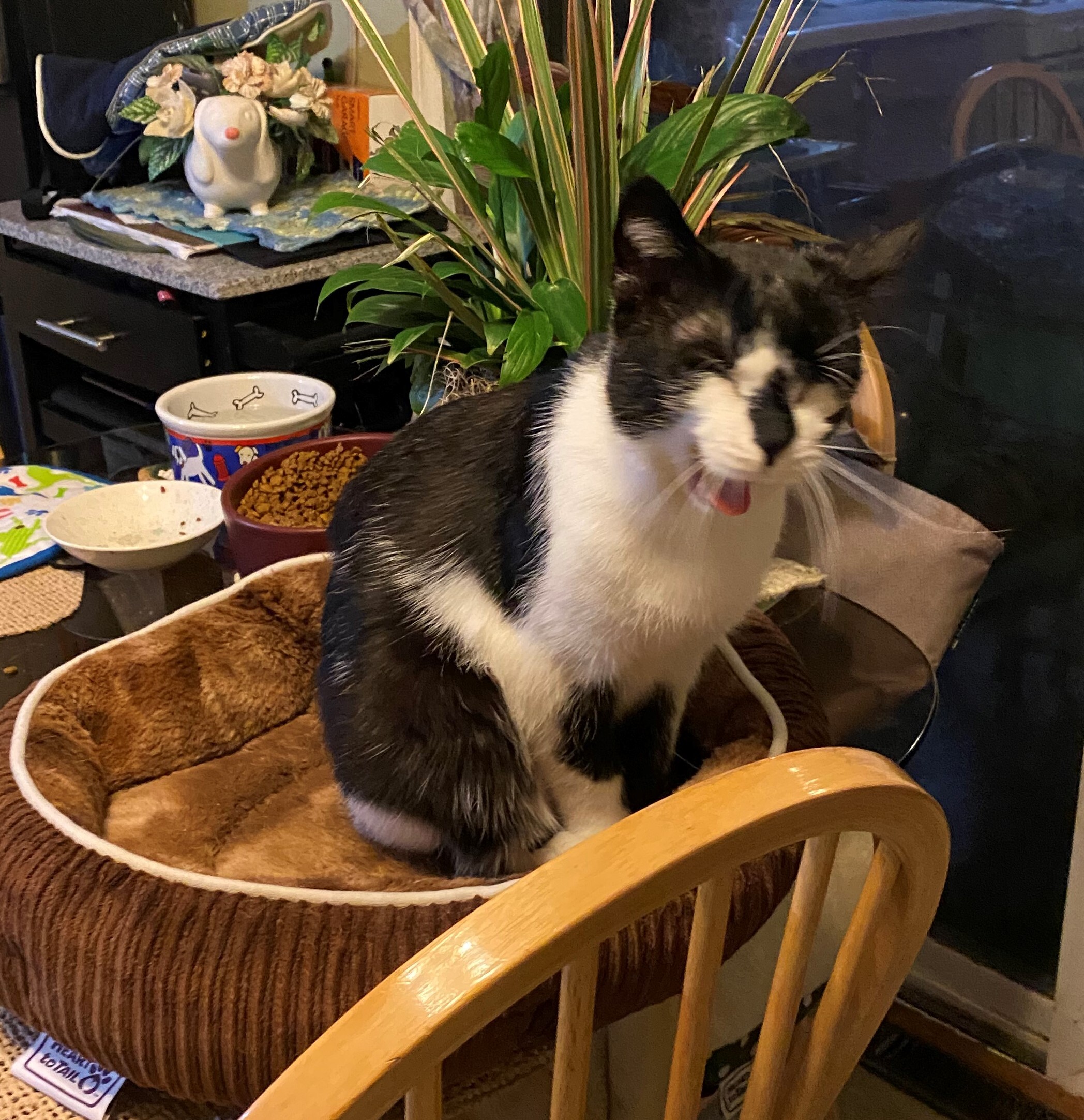 Martin, a Adoptable Domestic Short Hair in Homer Glen, IL image 2/6