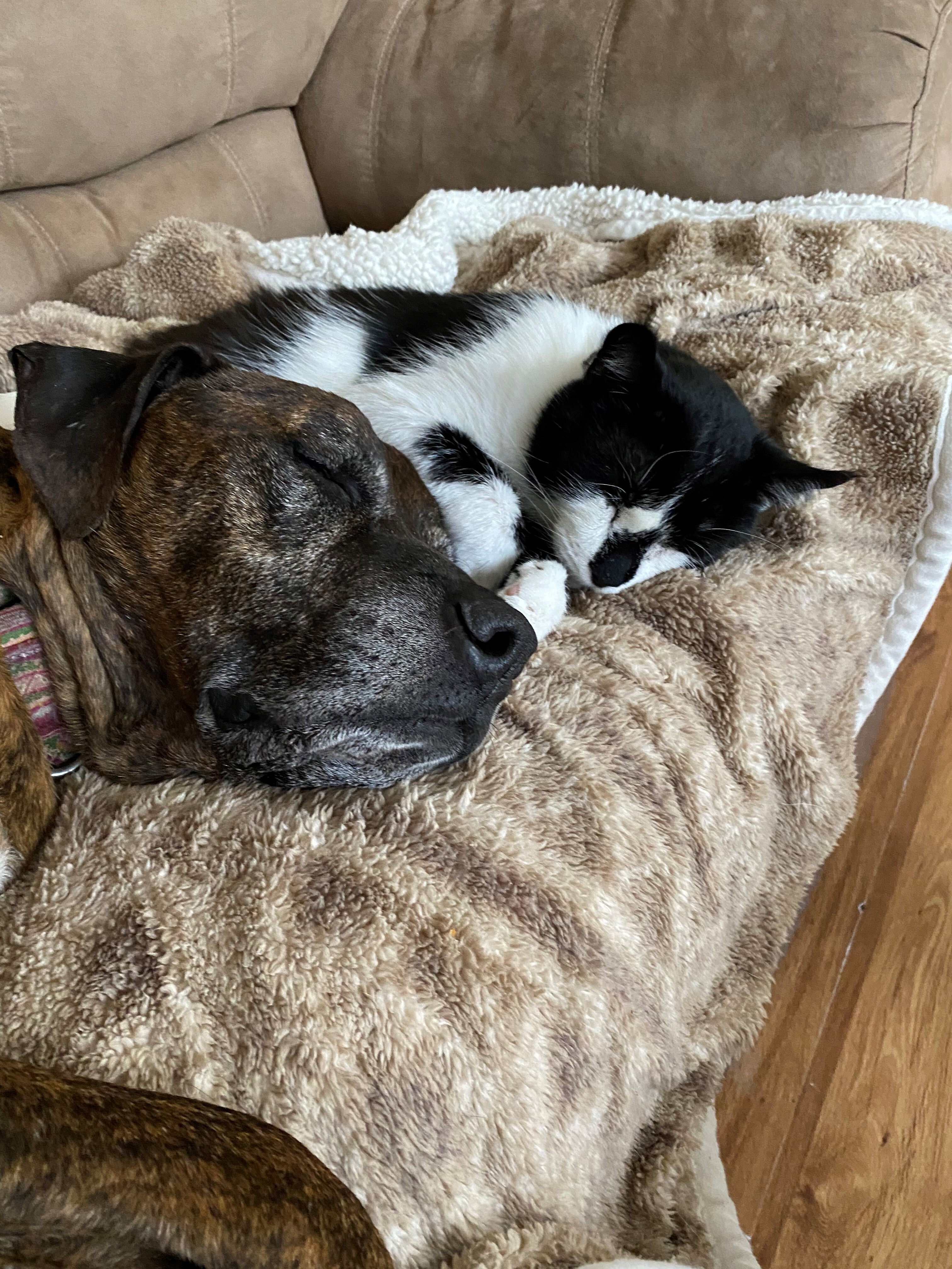 Martin, a Adoptable Domestic Short Hair in Homer Glen, IL image 3/6