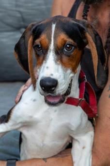 Enlarge Scarlett, a ADOPTABLE mixed breed in Canterbury, CT image 1/4