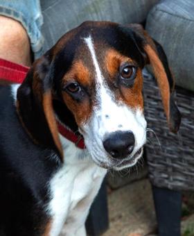 Enlarge Scarlett, a ADOPTABLE mixed breed in Canterbury, CT image 4/4