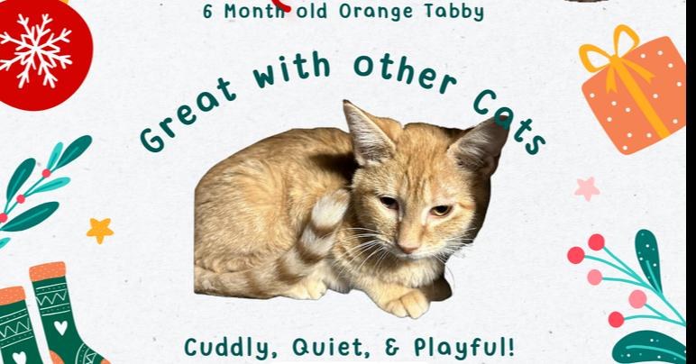 Robin, Adoptable, Young Male Tabby.