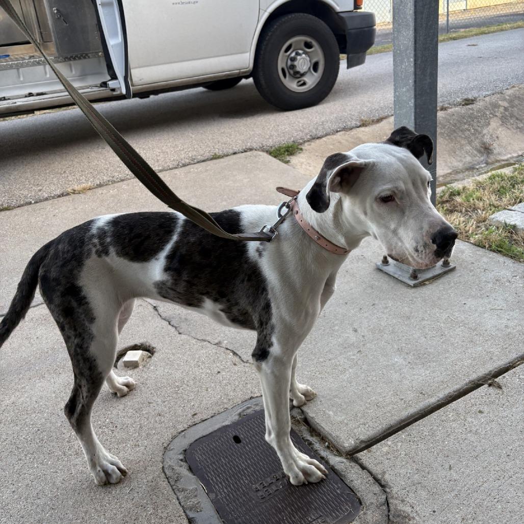 Giantess, Adoptable, Young Female Great Dane & Mixed Breed.