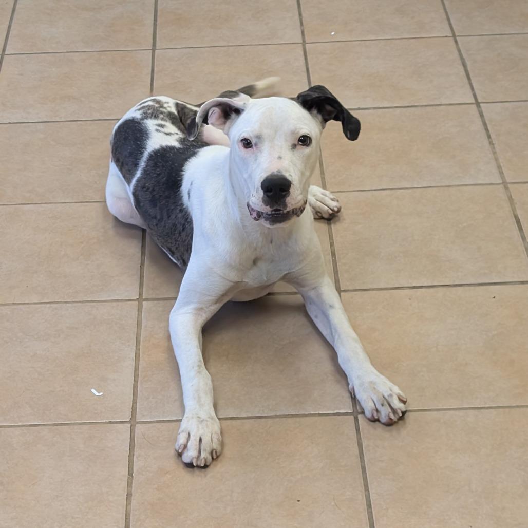 Giantess, a Adoptable mixed breed in Bryan, TX image 2/2
