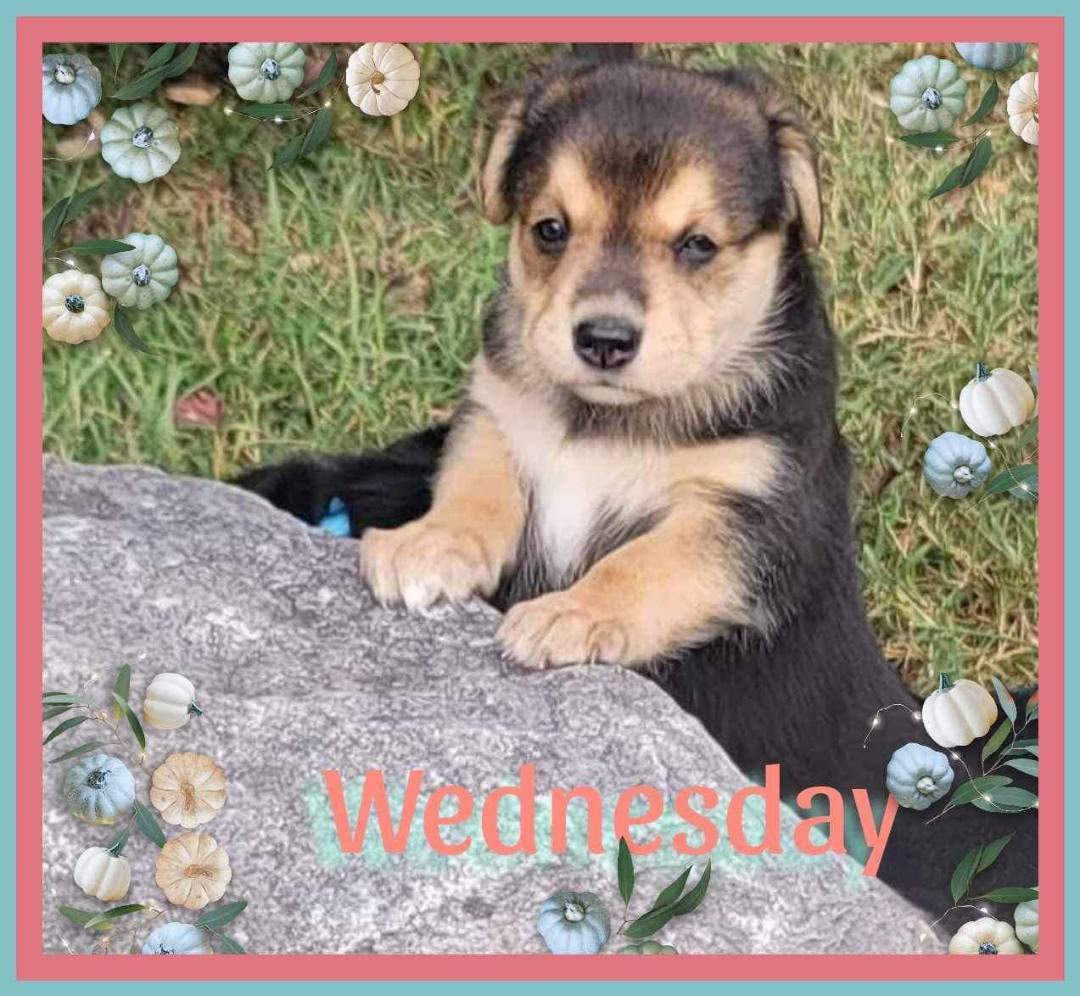 Wednesday, Adopted, Puppy Female German Shepherd Dog.