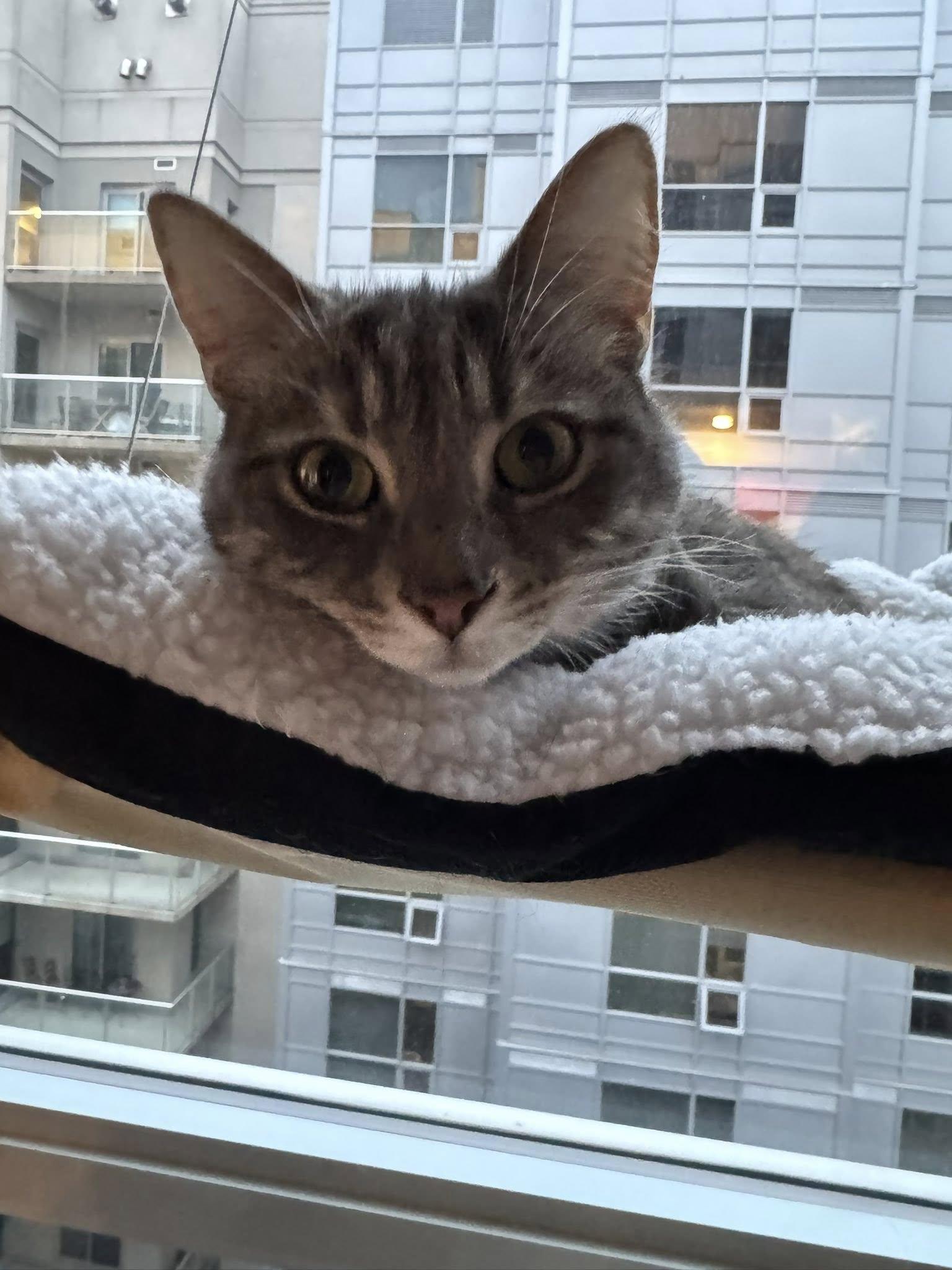Winnie, Adoptable, Young Female Tortoiseshell.