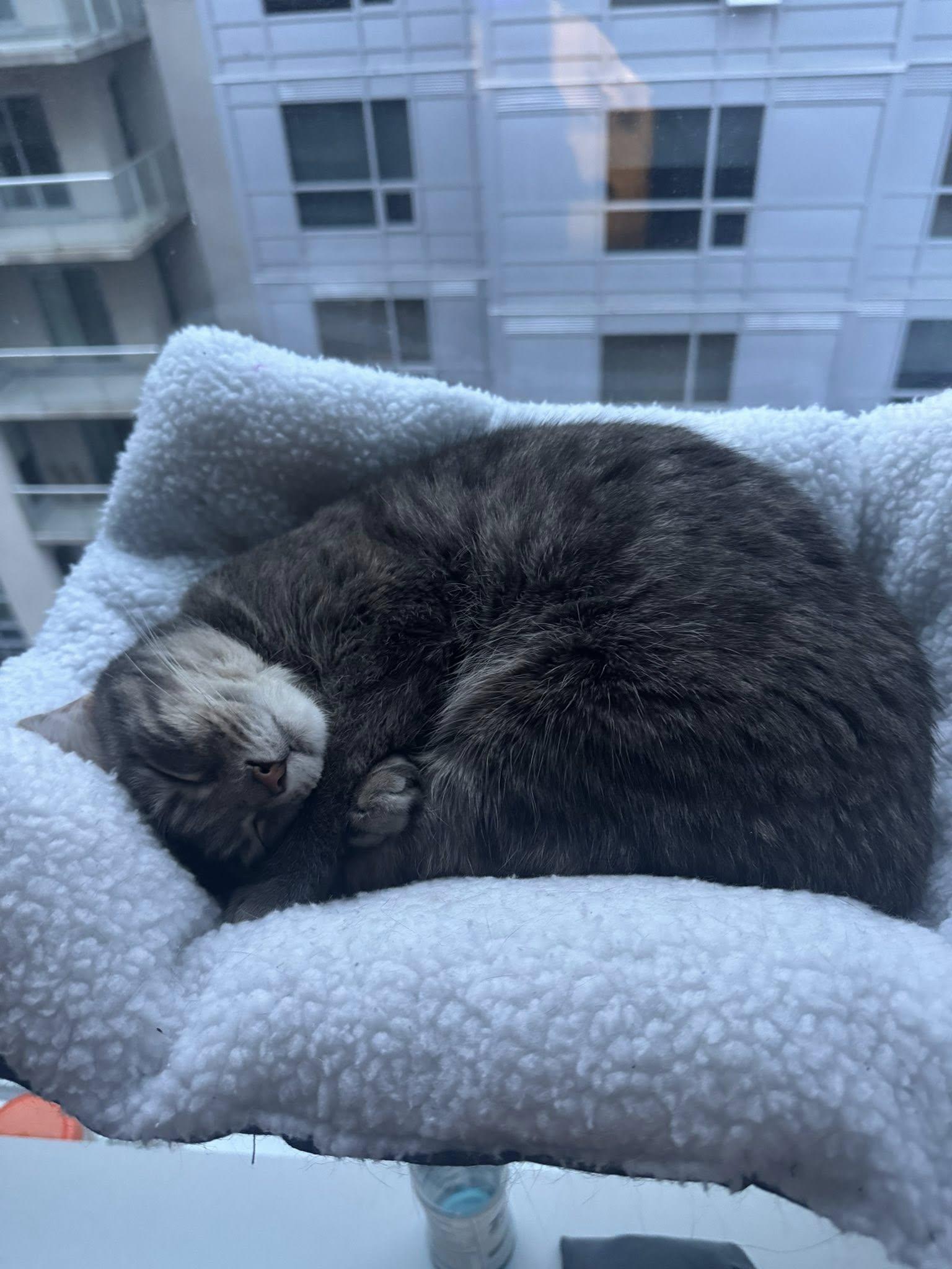 Winnie, a Adoptable Tortoiseshell in Orleans, ON image 2/3