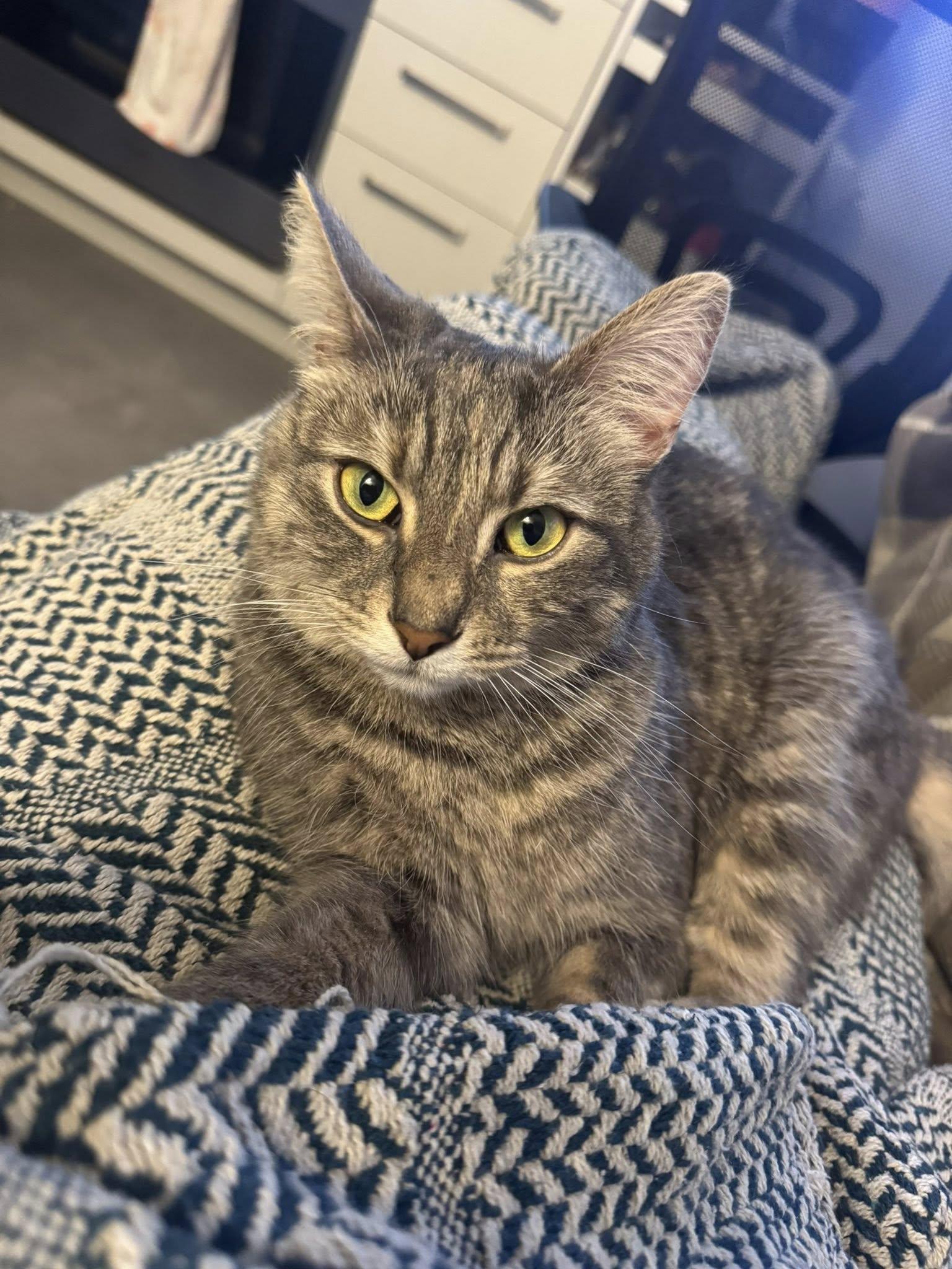Winnie, a Adoptable Tortoiseshell in Orleans, ON image 3/3