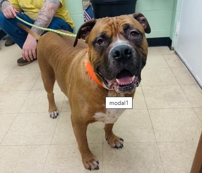 Enlarge Snoop, a ADOPTABLE mixed breed in Martinsville, VA image 1/2