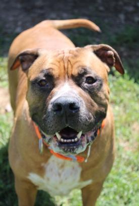 Enlarge Snoop, a ADOPTABLE mixed breed in Martinsville, VA image 2/2