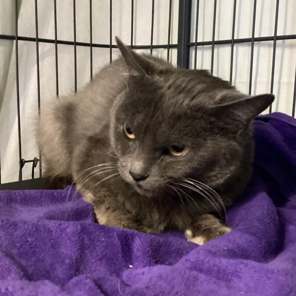 Comanche, Adoptable, Adult Female Domestic Short Hair.