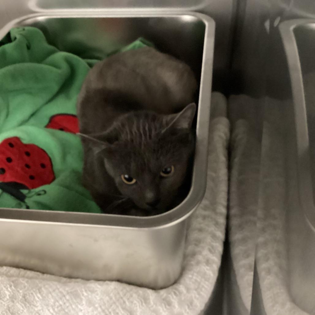 Comanche, Adoptable, Adult Female Domestic Short Hair.