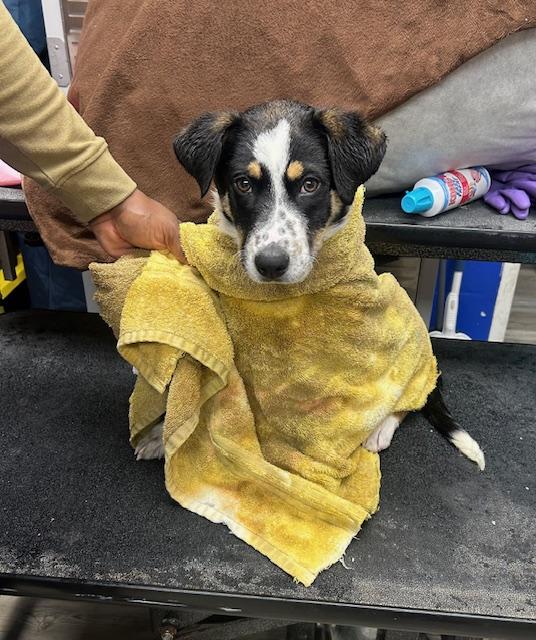 Smores, ADOPTABLE, Puppy Male Beagle.