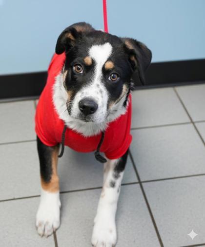 Smores, a ADOPTABLE mixed breed in Jenkintown, PA image 2/2